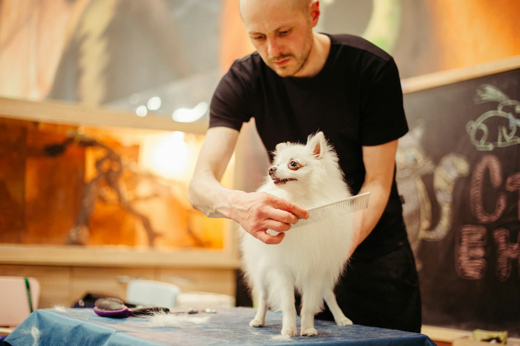 A groomer brushing a small dog.